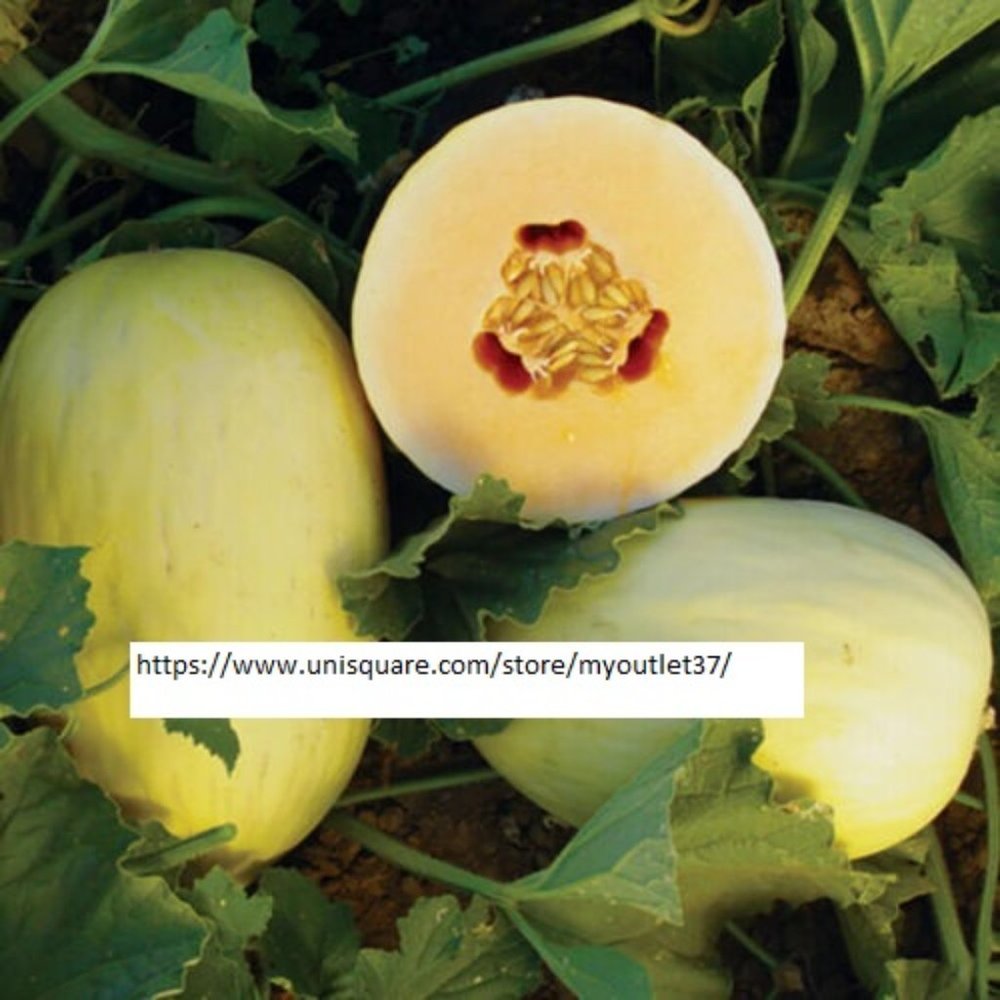 Crenshaw Melon Seeds - Fruit Seeds - BOGO